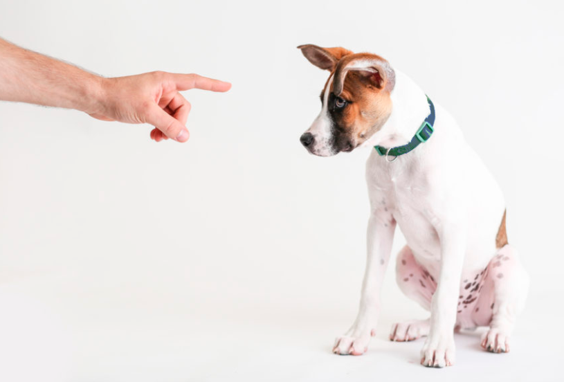 dog training kyiv