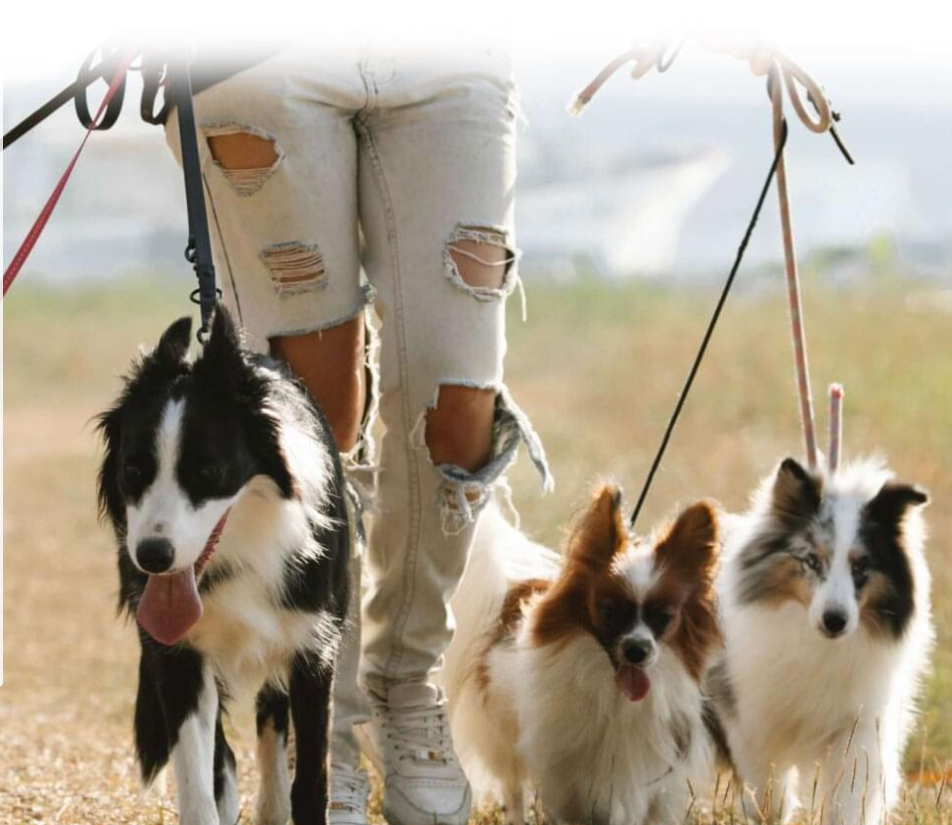 dog walking alina kyiv