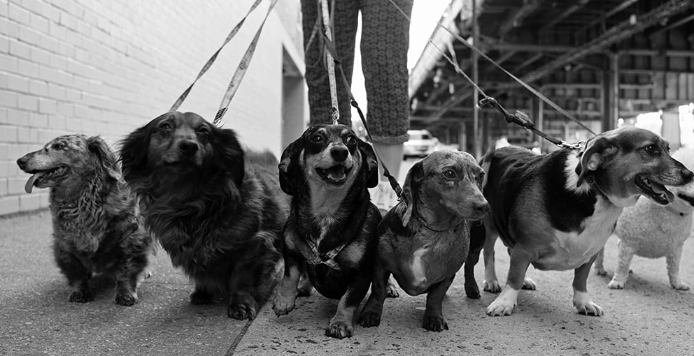 dog walking kyiv